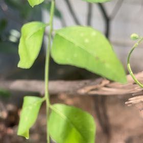 Photo of the plant species Wonga Wonga Vine by @HipOricad73 named Luna on Greg, the plant care app