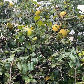 Photo of the plant species Quince by @PreciseRedash22 named Terra on Greg, the plant care app
