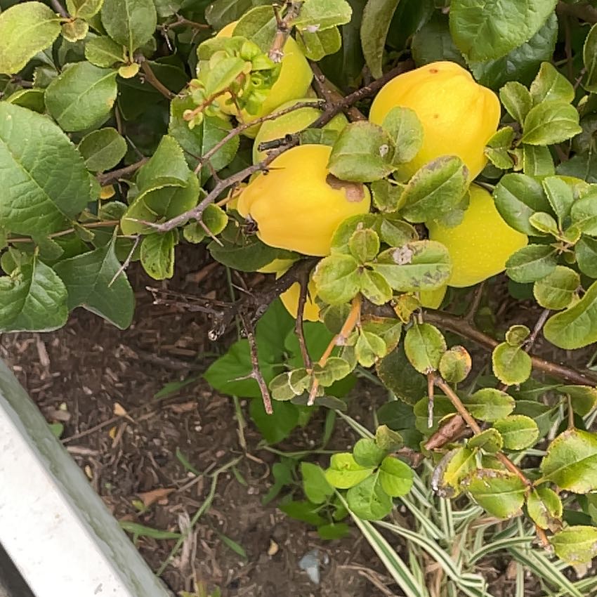 Photo of the plant species Quince by @PreciseRedash22 named Athena on Greg, the plant care app