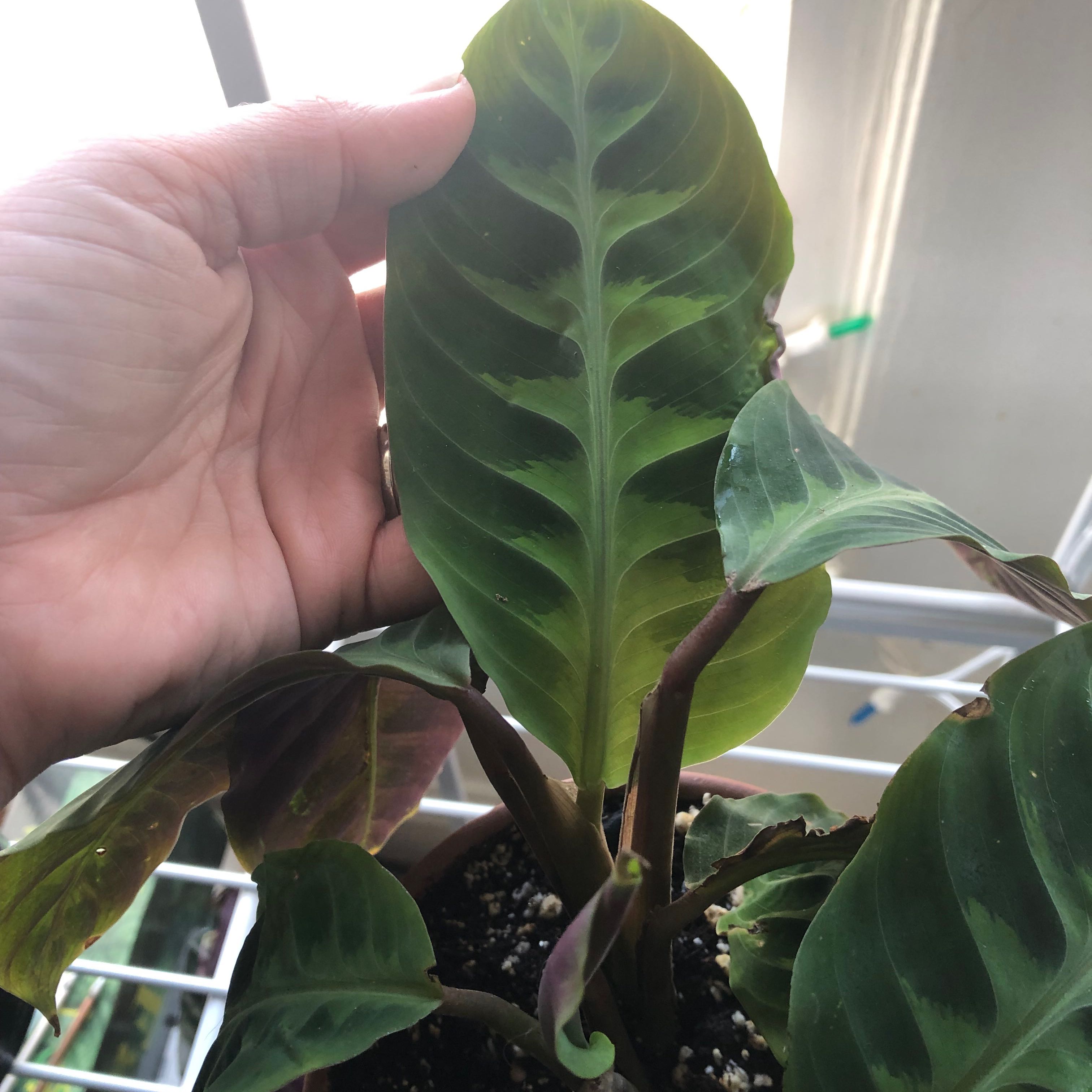 Photo of the plant species Calathea WARSCEWICZII by @SagePhalsa58 named Coco on Greg, the plant care app