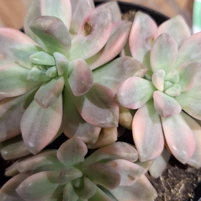 Photo of the plant species Graptopetalum 'Murasaki' by @YokeTokyosun29 named Achilles on Greg, the plant care app