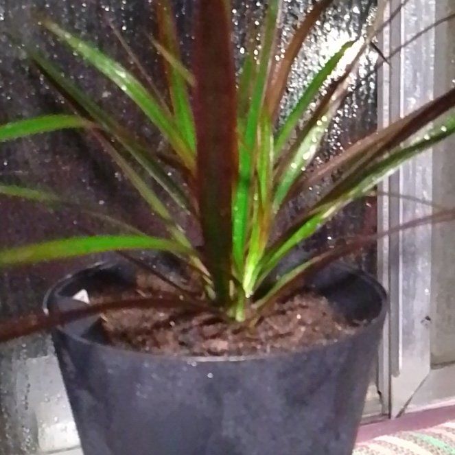 Photo of the plant species Dracaena marginata 'Spike' by @UpstandingPecan named Leonardo on Greg, the plant care app