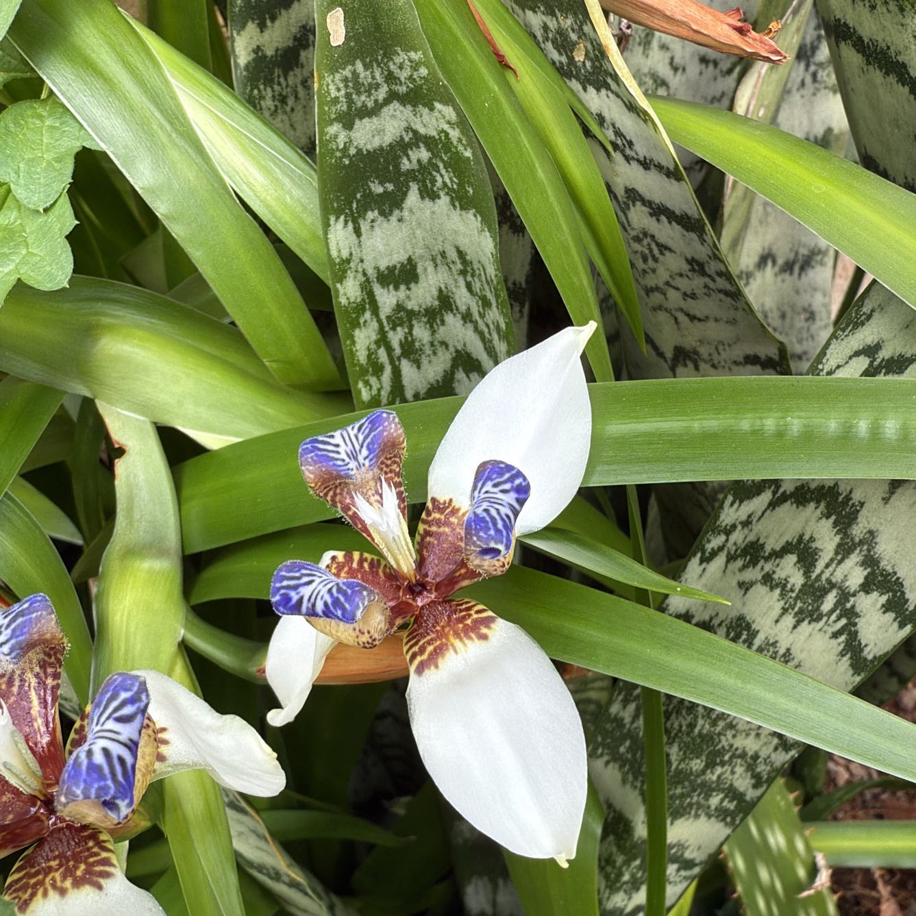 Photo of the plant species Trimezia gracilis by @FavoredRedlog94 named Girlfrond on Greg, the plant care app