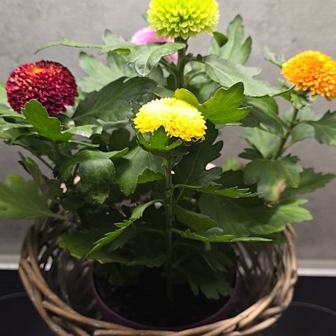 Photo of the plant species Chrysanthemum 'Crete' by @brynhilde named Tree Diddy on Greg, the plant care app