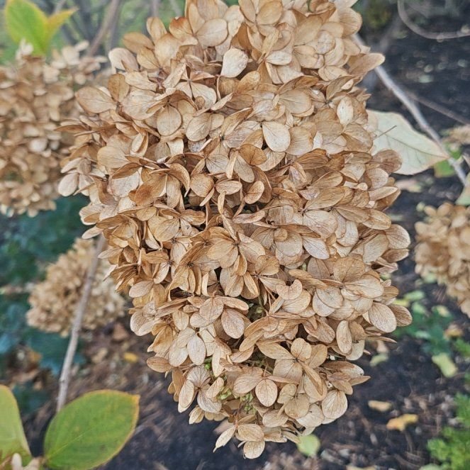 Photo of the plant species Panicle Hydrangea by @ProviderPetunia named Gomez on Greg, the plant care app