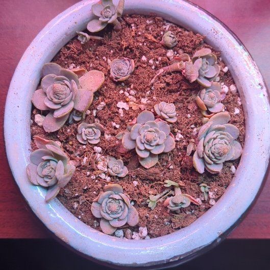 Photo of the plant species Chinese Dunce Cap by @SavvyBigfoot76 named Chang on Greg, the plant care app