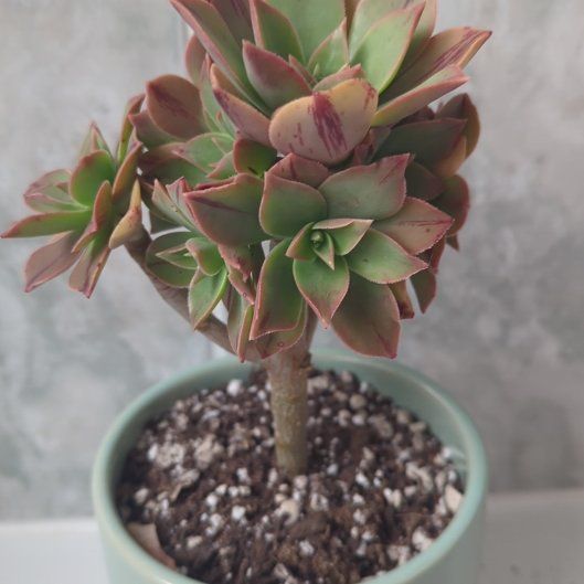 Photo of the plant species Aeonuim leucoberpharum by @SavvyBigfoot76 named Britney on Greg, the plant care app