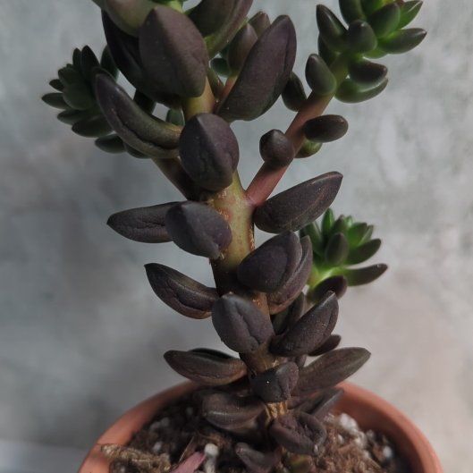 Photo of the plant species Jet Beads by @SavvyBigfoot76 named Khaleesi on Greg, the plant care app