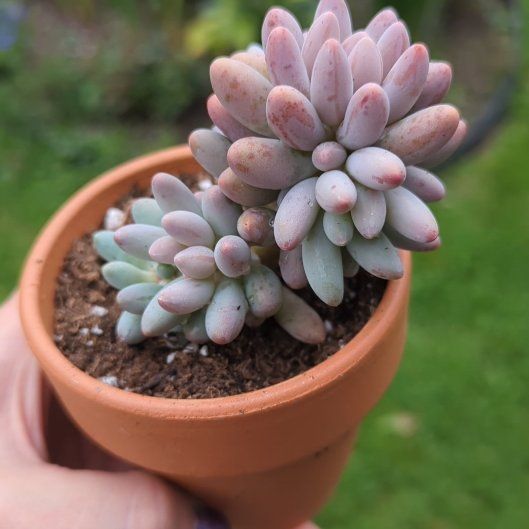 Photo of the plant species Pachyphytum Baby Finger by @SavvyBigfoot76 named Miley on Greg, the plant care app