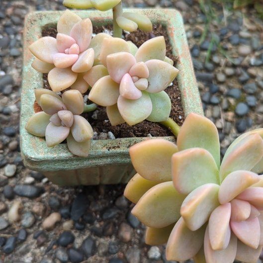 Photo of the plant species Graptoveria 'Titubans Variegata' by @SavvyBigfoot76 named Harper on Greg, the plant care app
