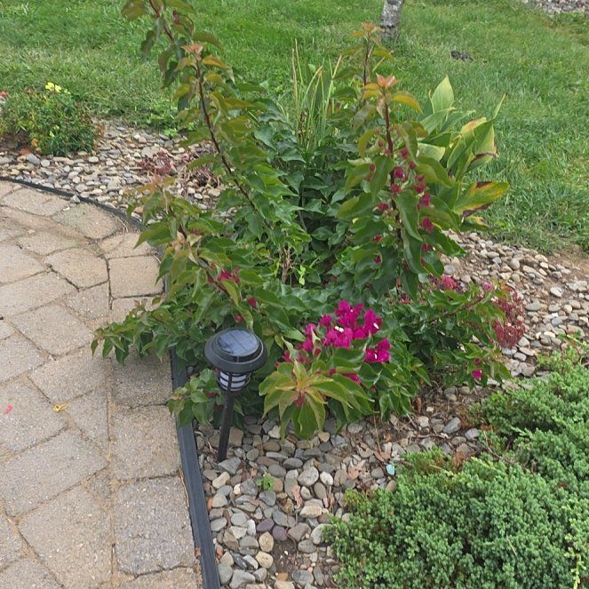 Photo of the plant species Bougainvillea 'Purple Princess' by @ShannyBird named Morgan Treeman on Greg, the plant care app