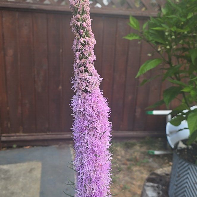 Photo of the plant species Liatris Spicata by @ProRedvein15 named Lavender on Greg, the plant care app