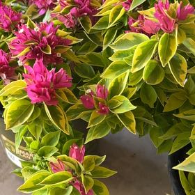Photo of the plant species Bougainvillea Pixie Queen Dwarf by @NiceBogbean97 named Dax on Greg, the plant care app