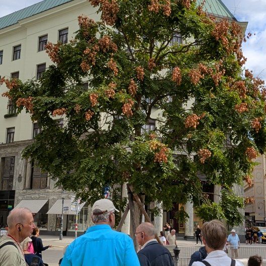 Photo of the plant species African Tuliptree by @UnharmedWorm15 named Anne on Greg, the plant care app