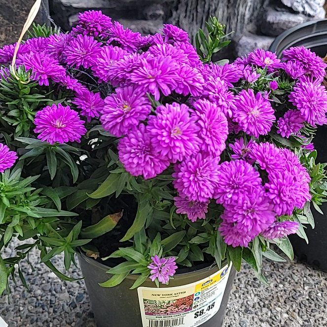 Photo of the plant species New York Aster 'Niobe' by @doomsbunny named Darwin on Greg, the plant care app