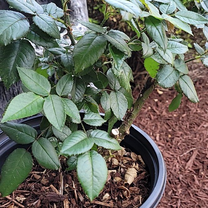 Photo of the plant species Bolero Rose by @doomsbunny named Gates on Greg, the plant care app