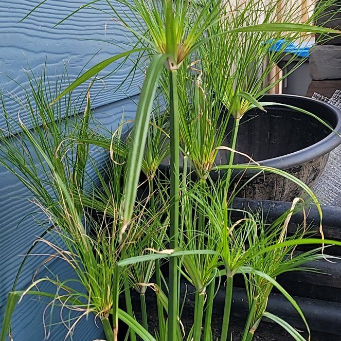 Photo of the plant species Dwarf Papyrus by @doomsbunny named Sigmund on Greg, the plant care app