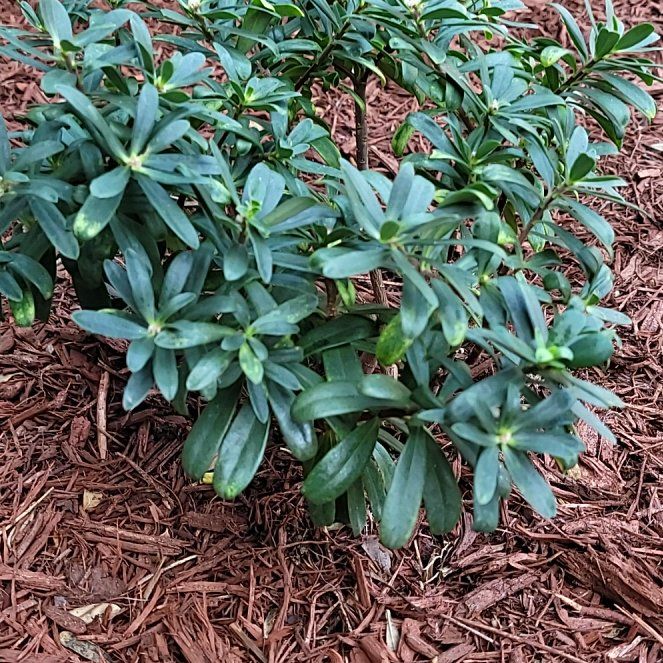Photo of the plant species Eternal Fragrance Daphne by @doomsbunny named Rainier on Greg, the plant care app