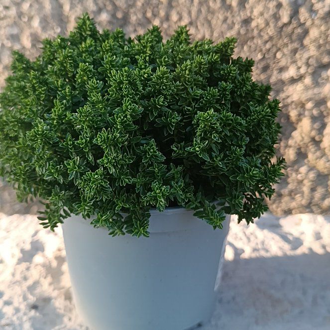 Photo of the plant species Hebe 'Green Globe' by @StatelyWingfern named Sage on Greg, the plant care app