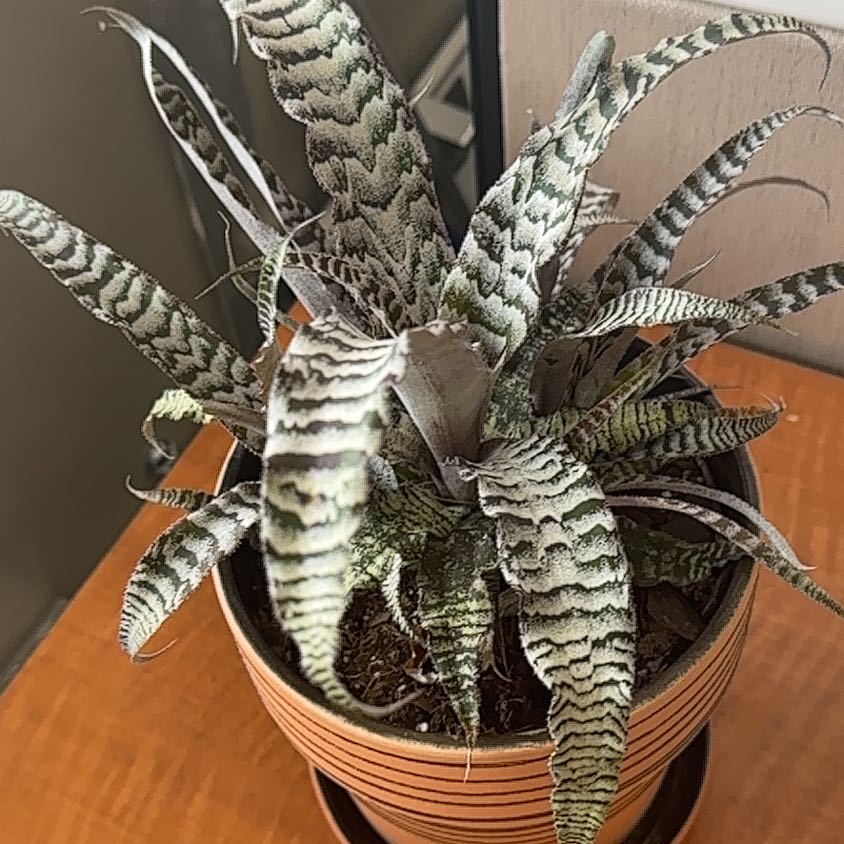 Photo of the plant species Bromeliad by @SensuousBeech35 named Avery on Greg, the plant care app