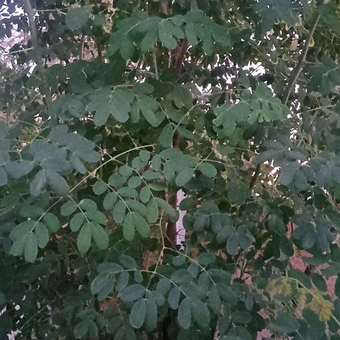 Photo of the plant species Benzoil Tree by @SunnyBogbean24 named Tree Diddy on Greg, the plant care app