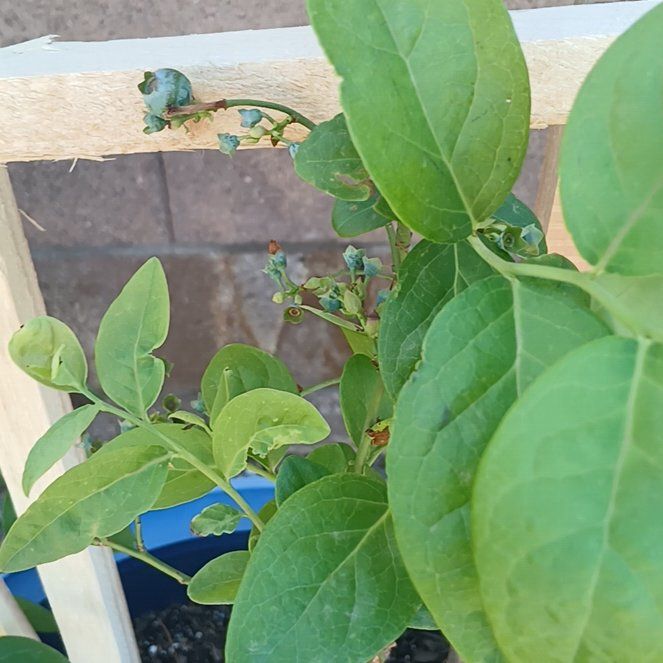 Photo of the plant species Black Highbush Blueberry by @SunnyBogbean24 named Spike Leaves on Greg, the plant care app
