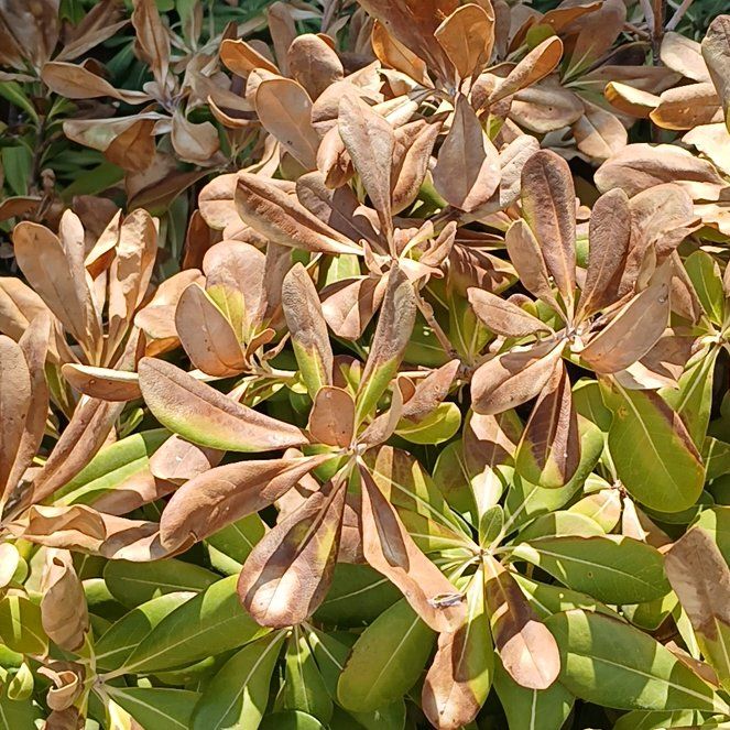 Photo of the plant species Japanese Cheesewood by @SunnyBogbean24 named Peter Parker on Greg, the plant care app