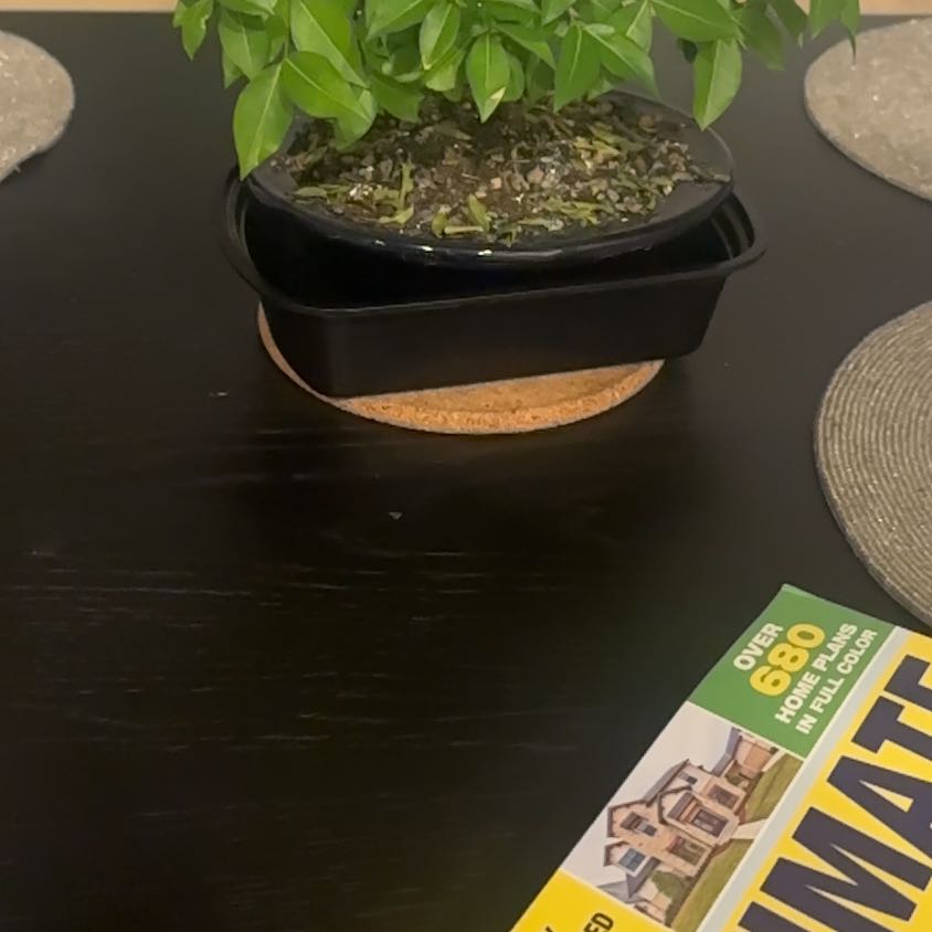 Photo of the plant species Gumbo-Limbo by @TopRainbow56 named Sherlock on Greg, the plant care app