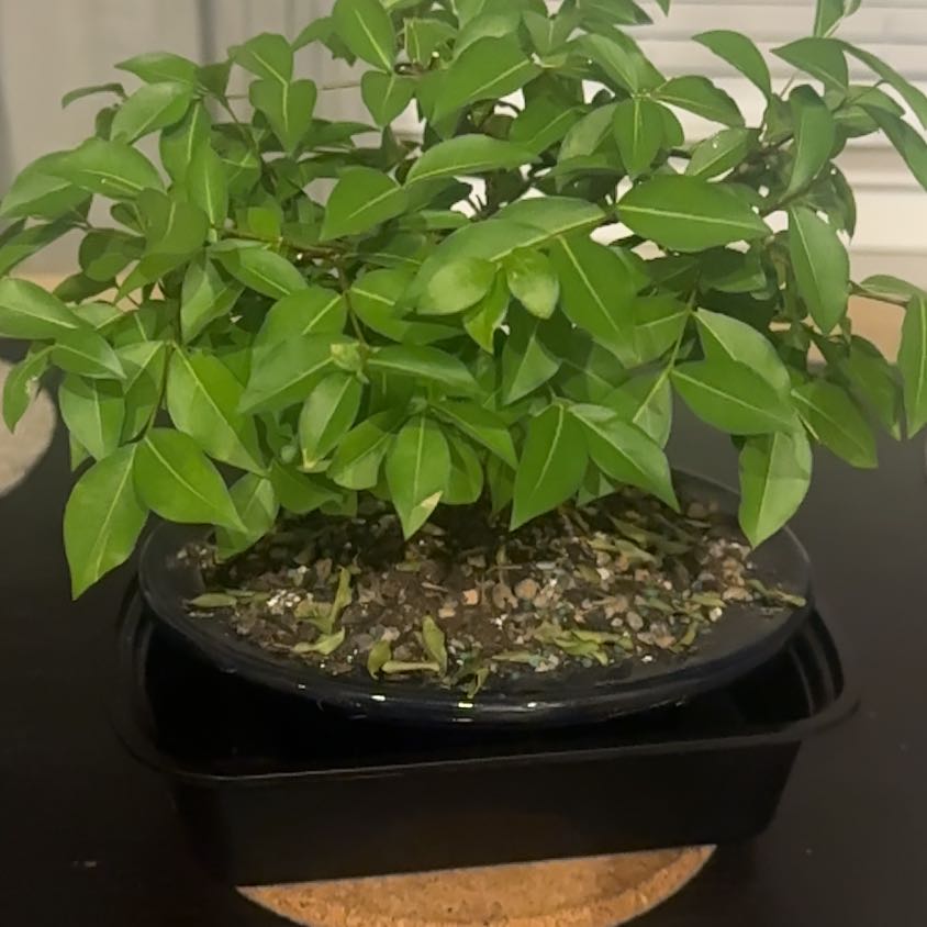 Photo of the plant species Chenet by @TopRainbow56 named Darwin on Greg, the plant care app