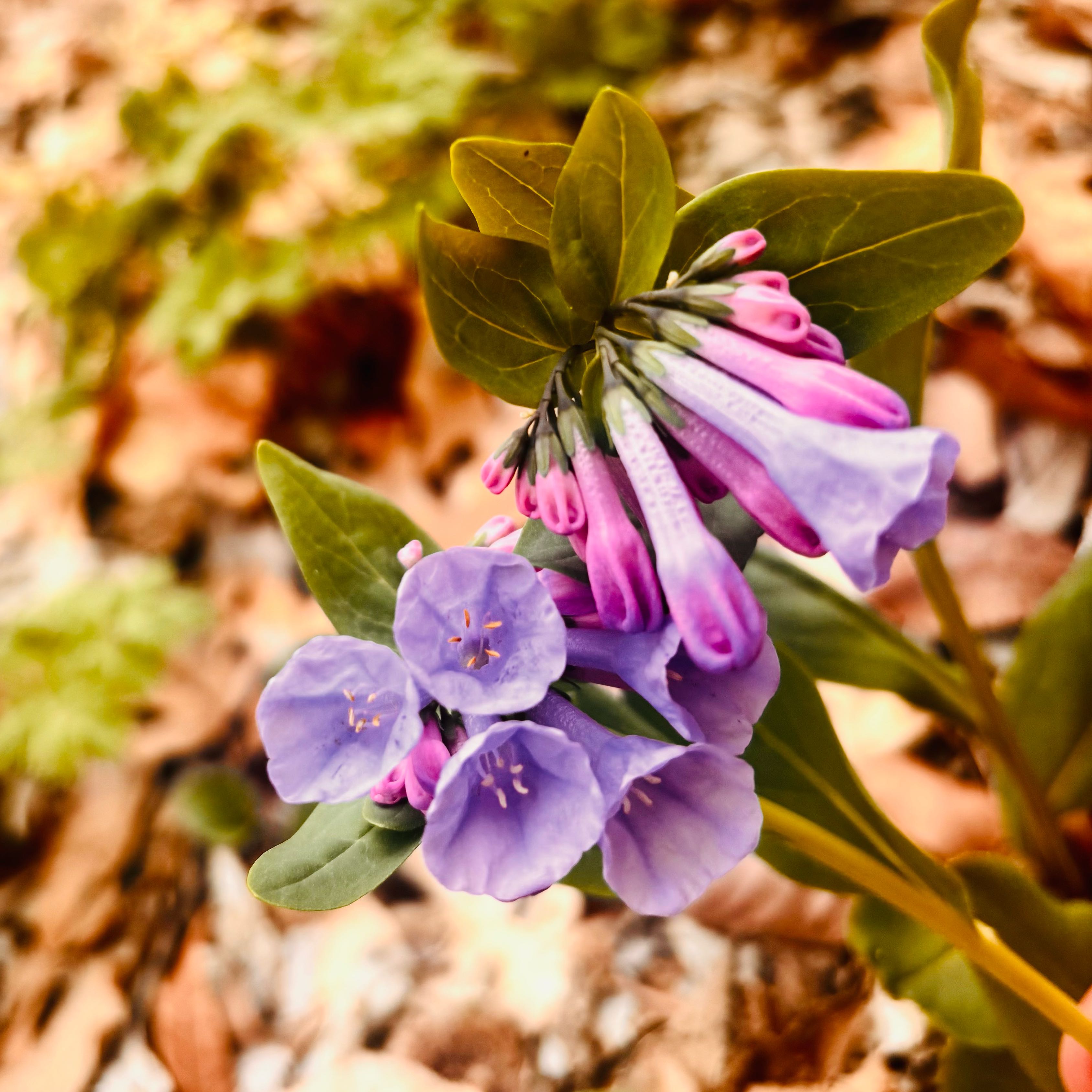 Photo of the plant species Virginia Bluebell by @HFplantoasis named Jayleen on Greg, the plant care app