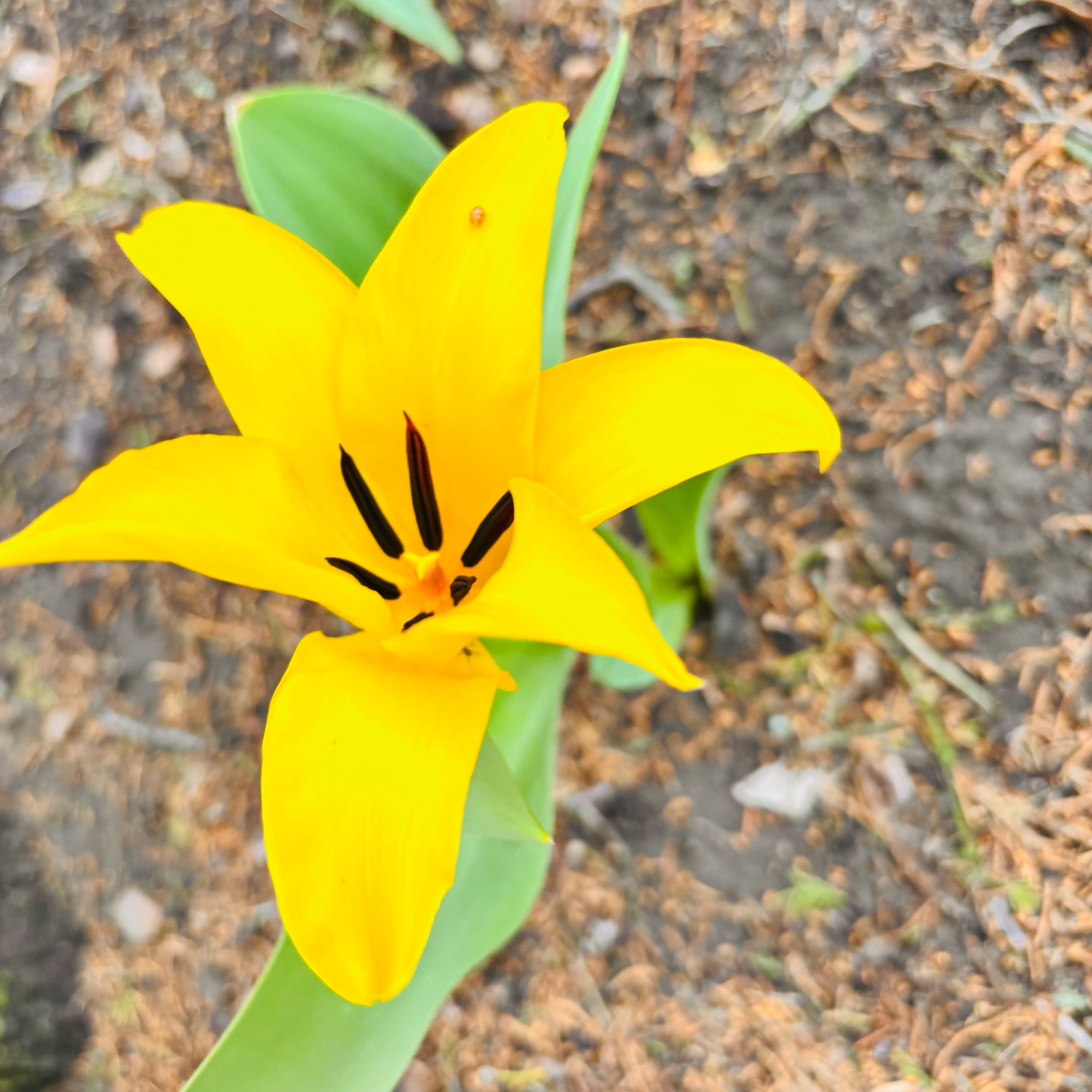 Photo of the plant species Wild Tulip by @HFplantoasis named Banana Split on Greg, the plant care app