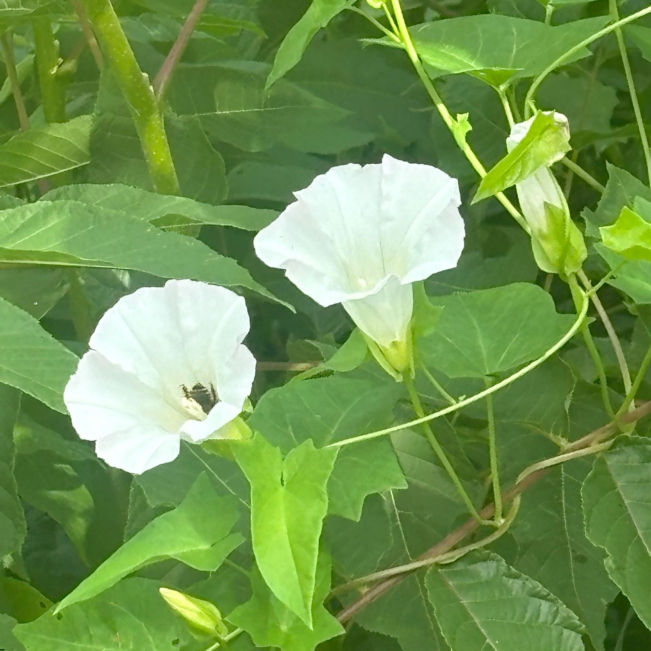 Photo of the plant species Appalachia False Bindweed by @HFplantoasis named Wentworth on Greg, the plant care app