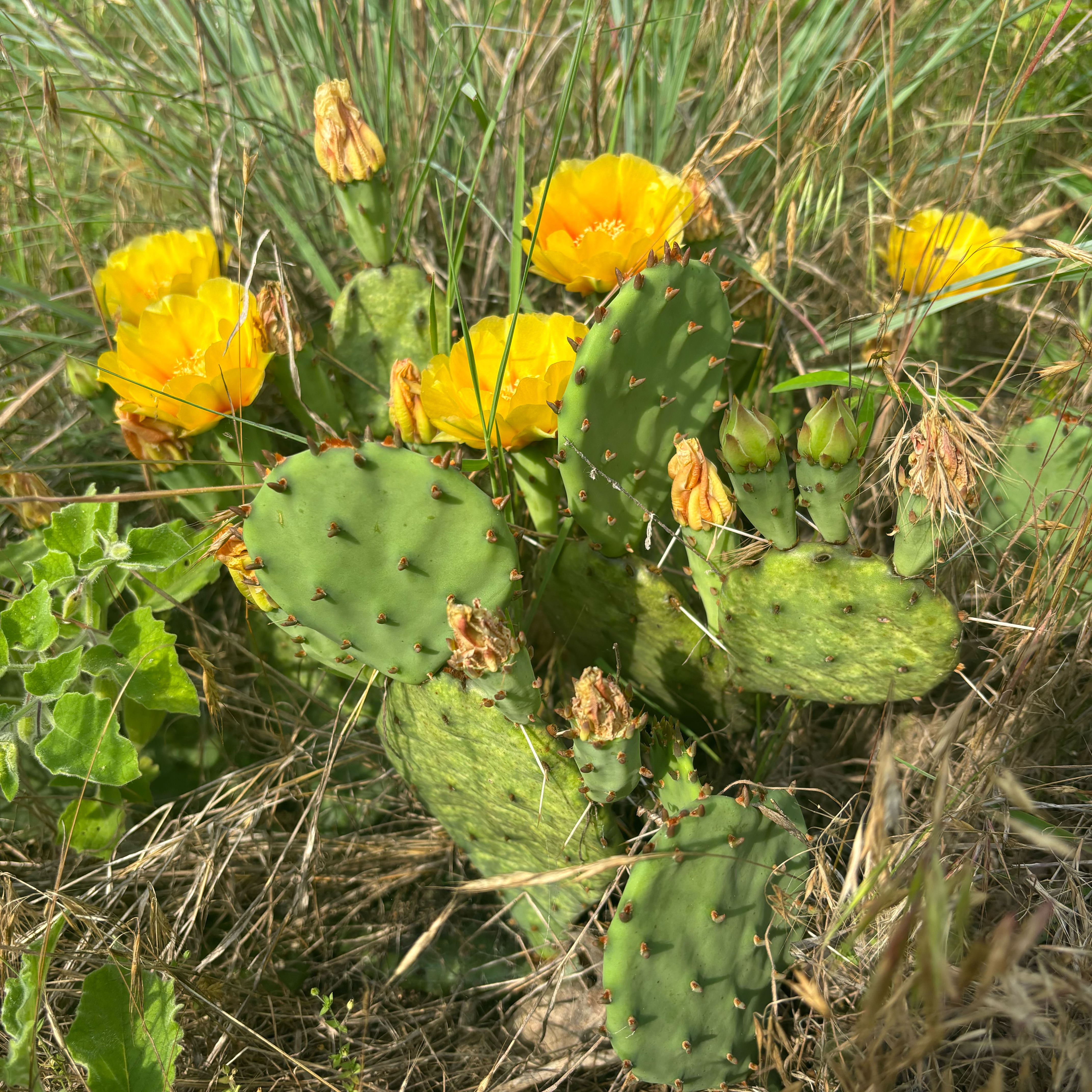 Photo of the plant species Eastern Prickly Pear by @HFplantoasis named Fenner on Greg, the plant care app