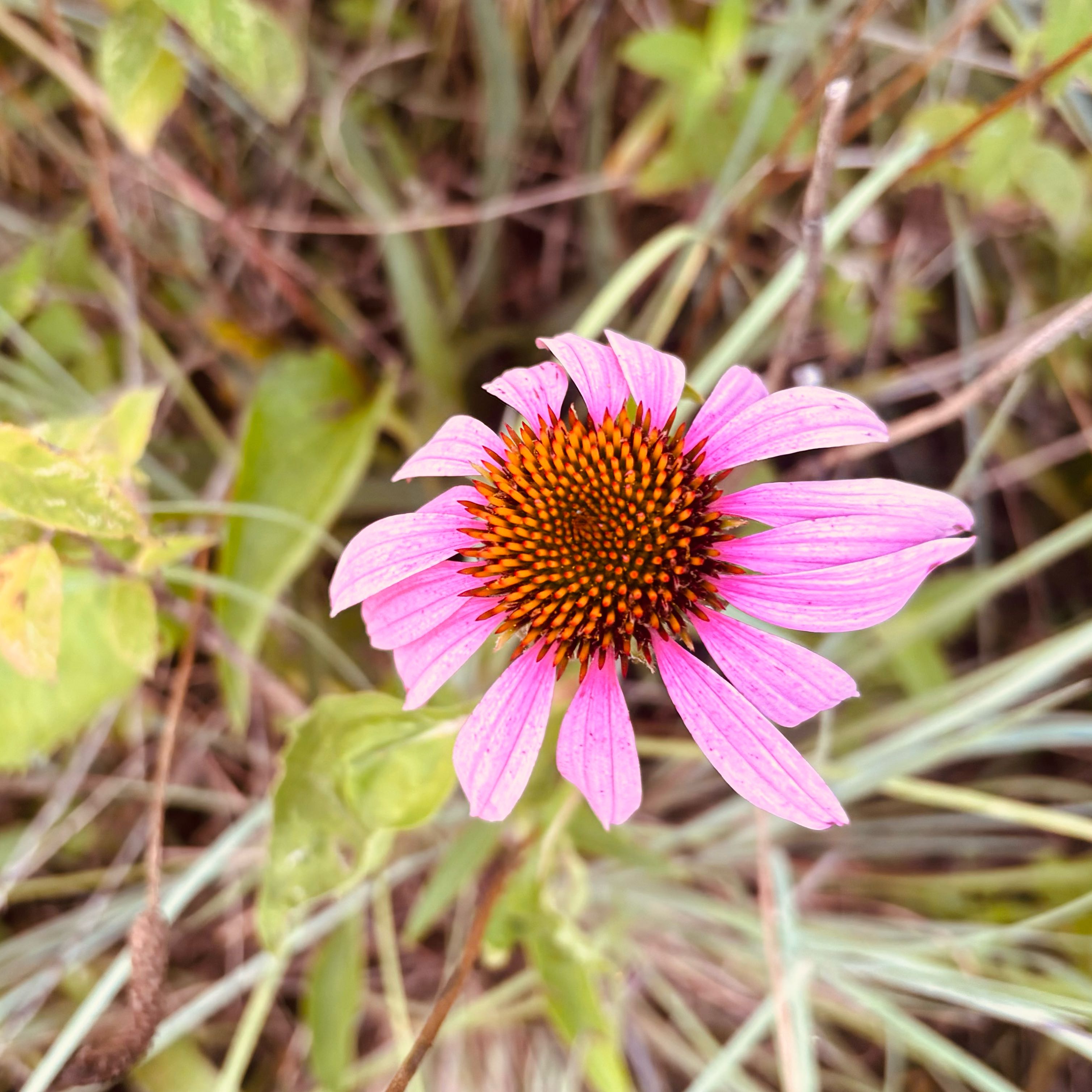 Photo of the plant species Purple Coneflower by @HFplantoasis named Echinacea on Greg, the plant care app