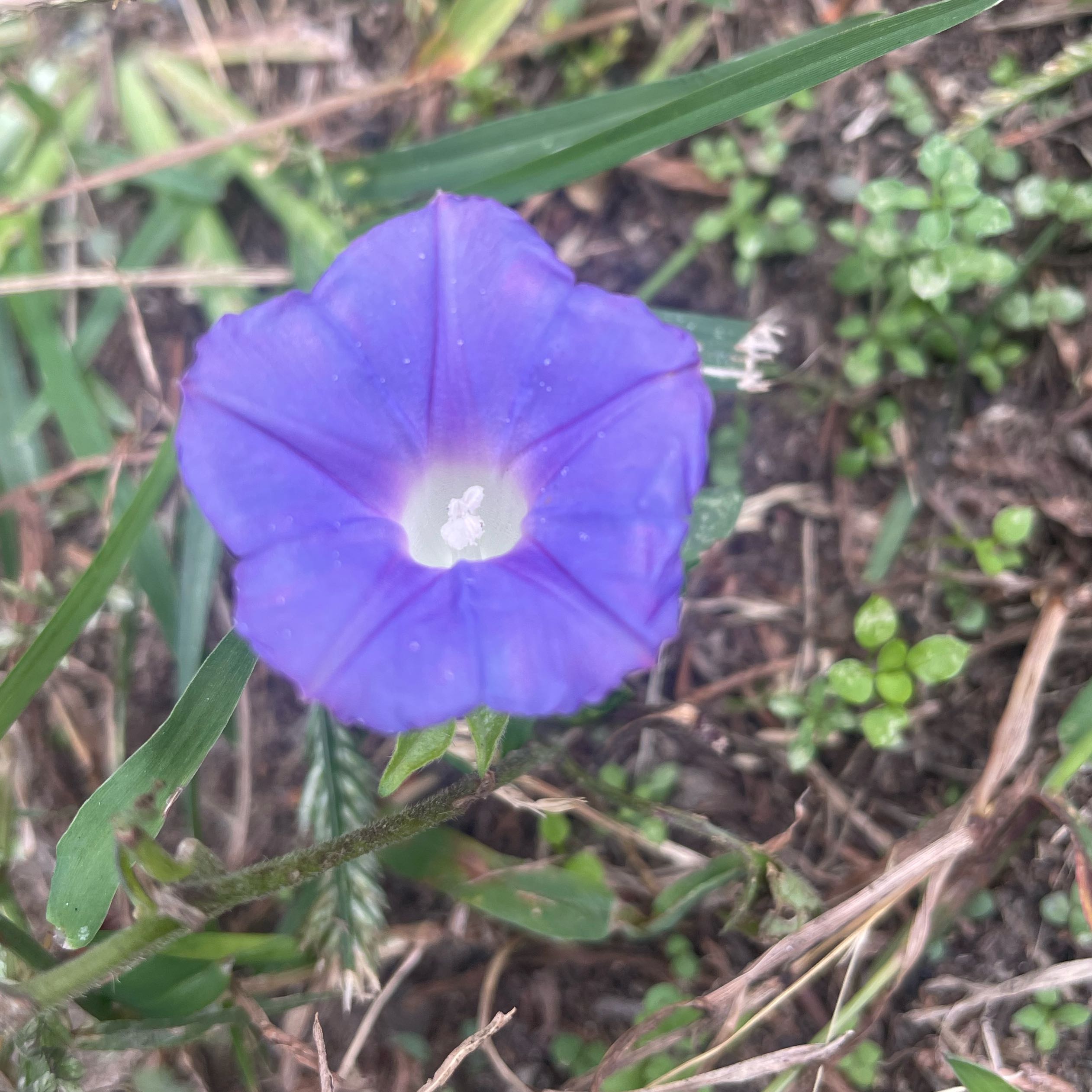 Photo of the plant species Ivyleaf Morning-Glory by @HFplantoasis named Spradlin on Greg, the plant care app