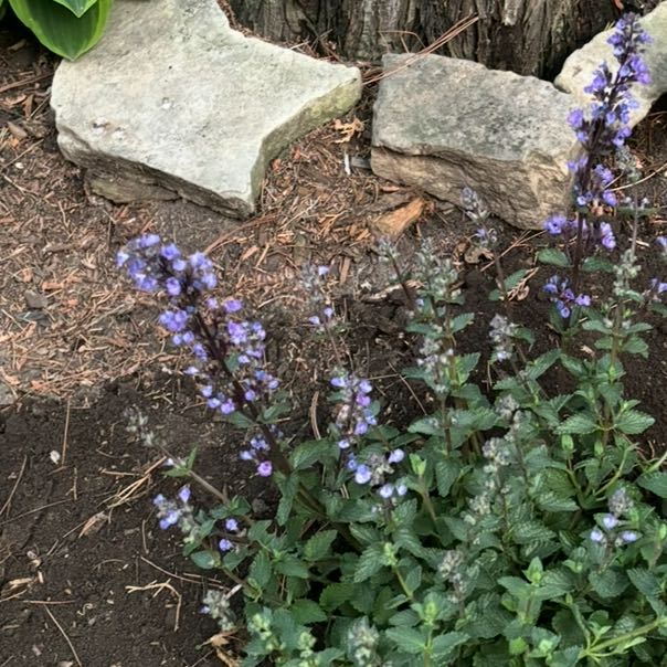 Photo of the plant species Meadow Sage by @HFplantoasis named Mocha on Greg, the plant care app