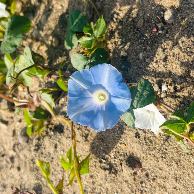 Photo of the plant species Japanese Morning Glory by @HFplantoasis named Sapphire on Greg, the plant care app