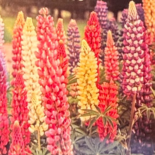 Photo of the plant species Big-Leaved Lupine by @HFplantoasis named Prickly Pear ~ seeds on Greg, the plant care app