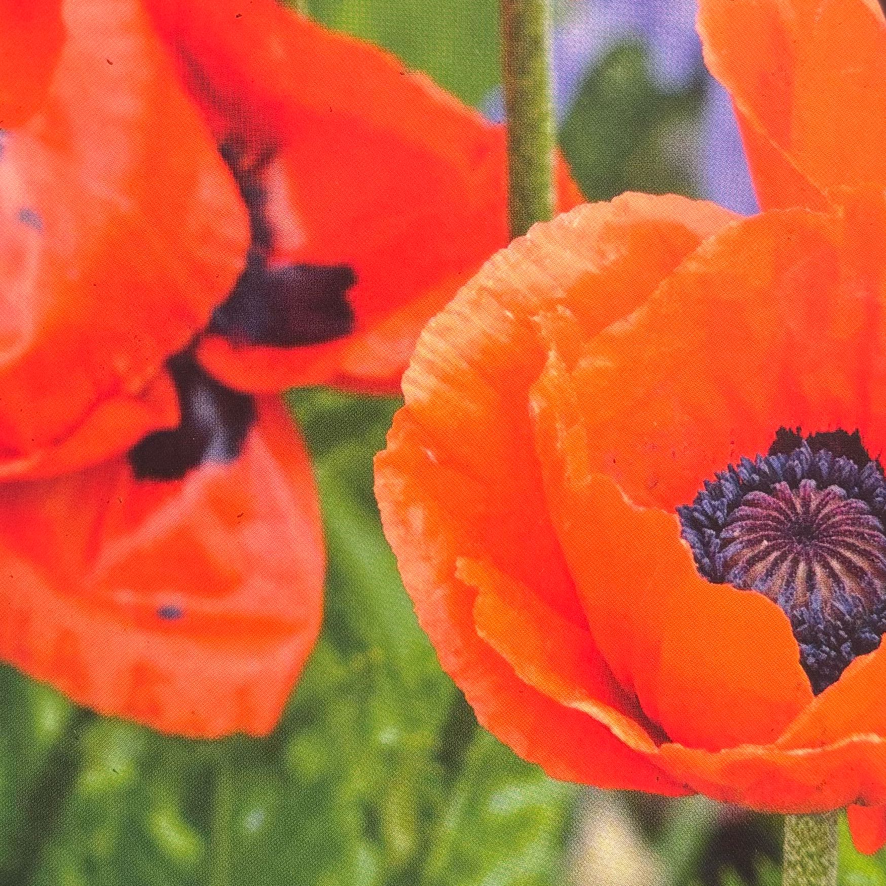 Photo of the plant species Oriental Poppy by @HFplantoasis named Lacina ~ seeds on Greg, the plant care app
