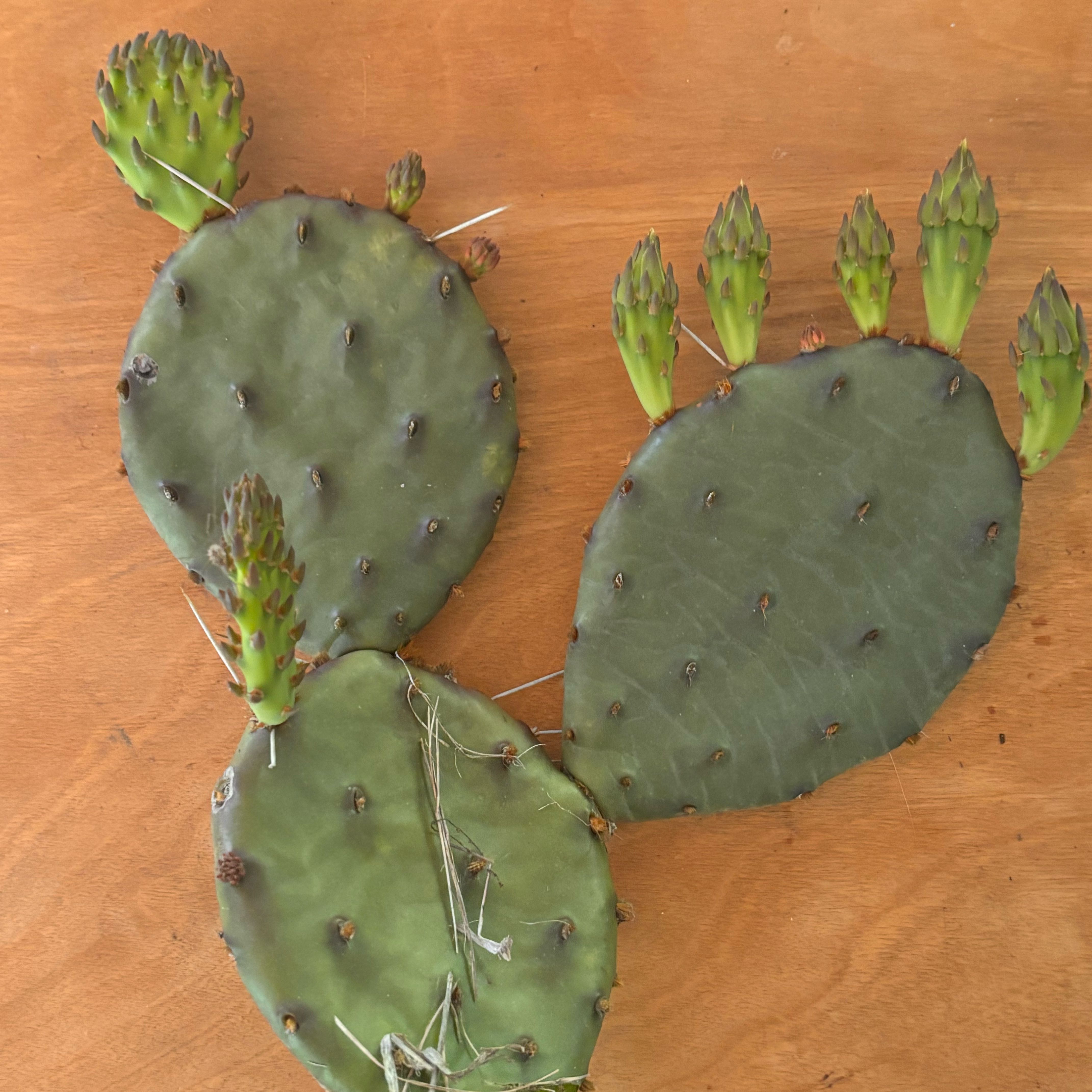 Photo of the plant species Eastern Prickly-Pear Cactus by @HFplantoasis named Elle Evans on Greg, the plant care app