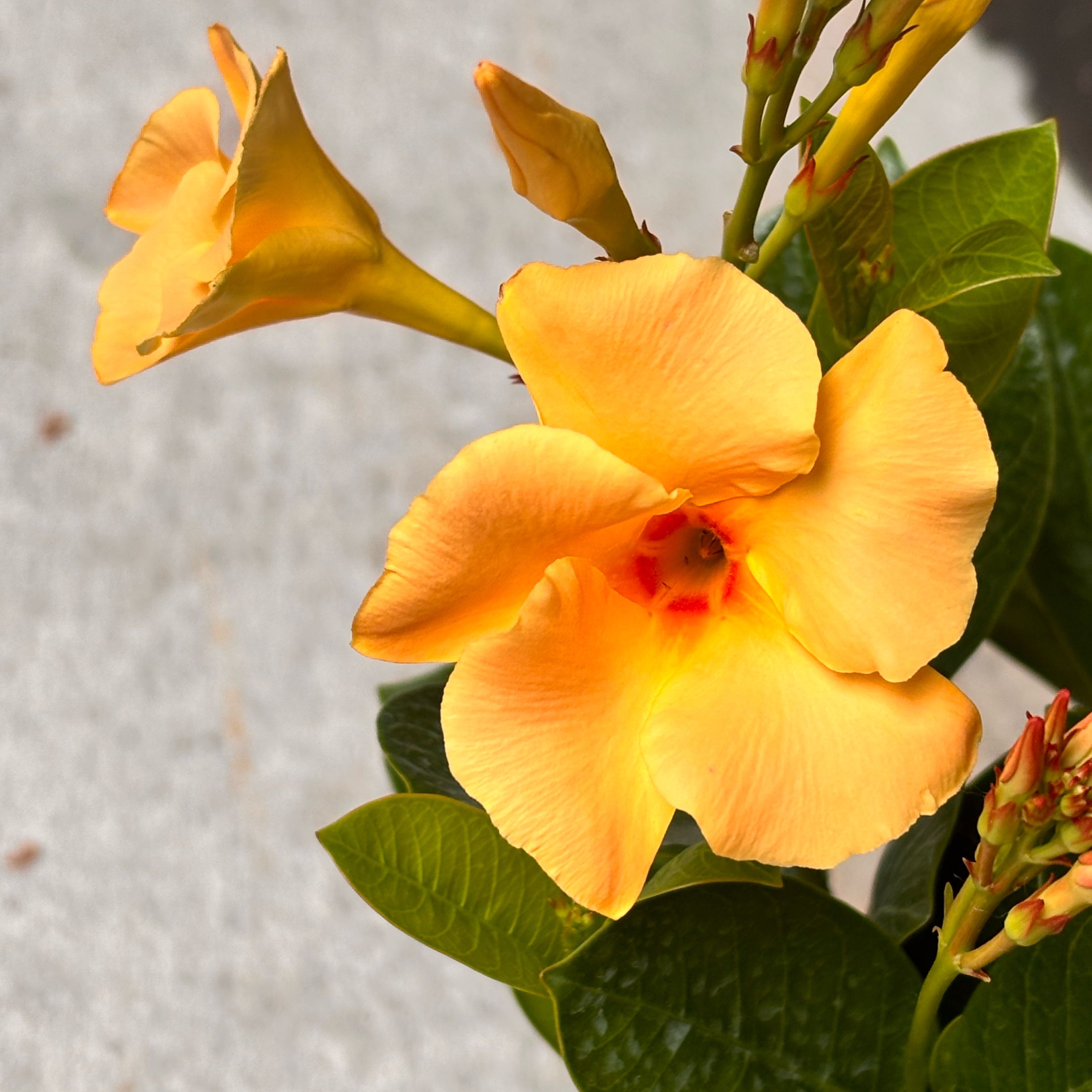 Photo of the plant species Golden Trumpet by @HFplantoasis named Marmalade on Greg, the plant care app