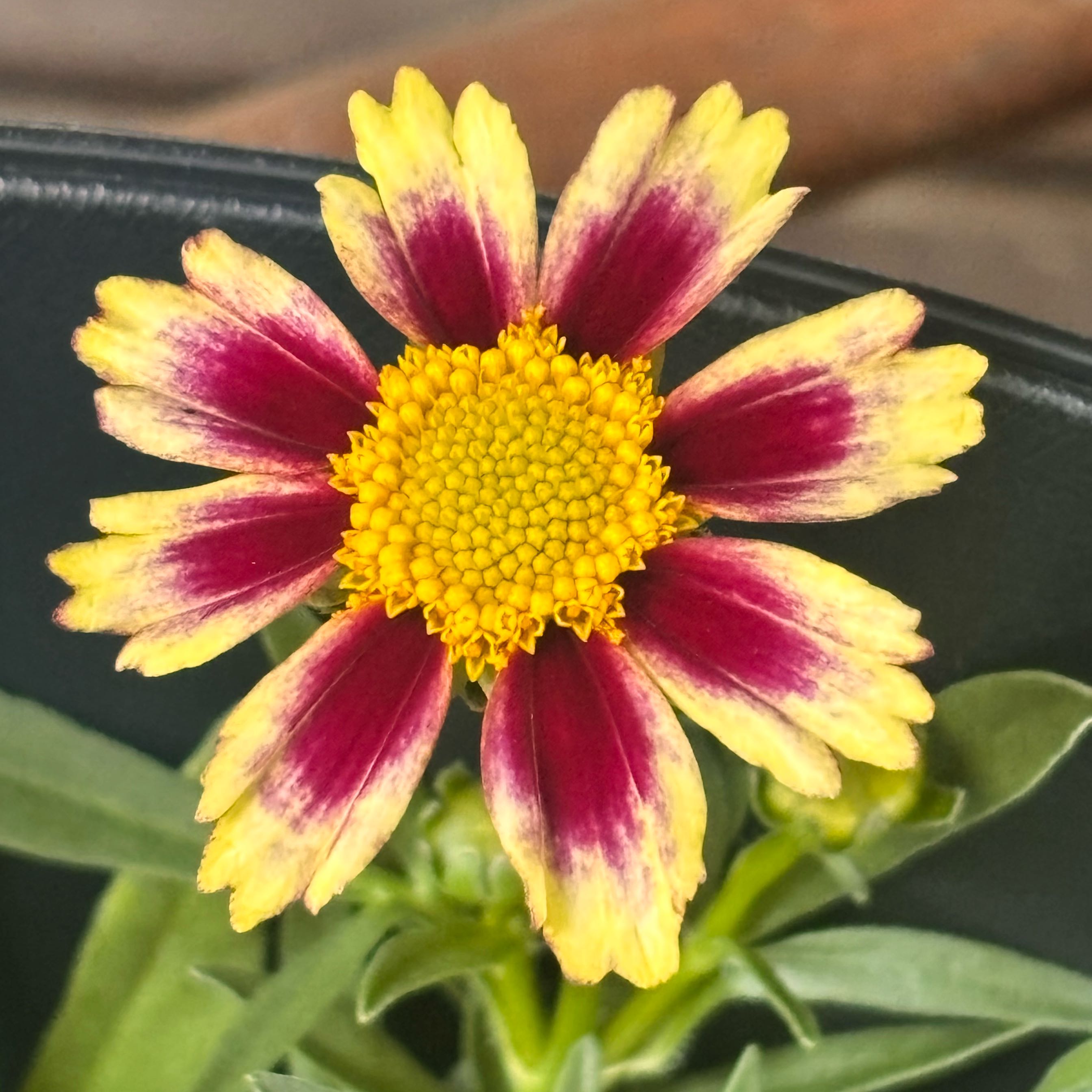 Photo of the plant species Large-Flowered Tickseed by @HFplantoasis named Leah on Greg, the plant care app