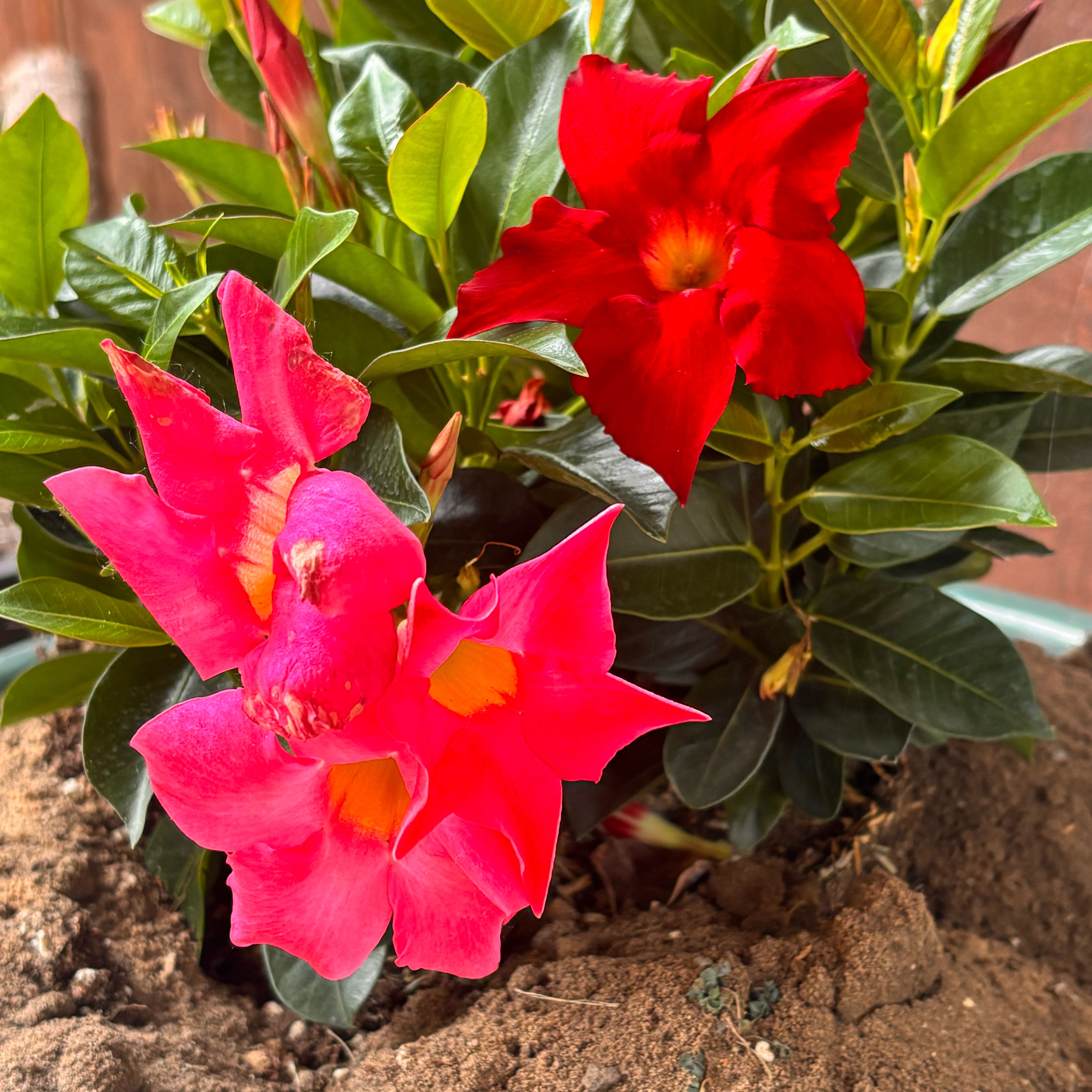 Photo of the plant species Golden Trumpet by @HFplantoasis named Maya on Greg, the plant care app