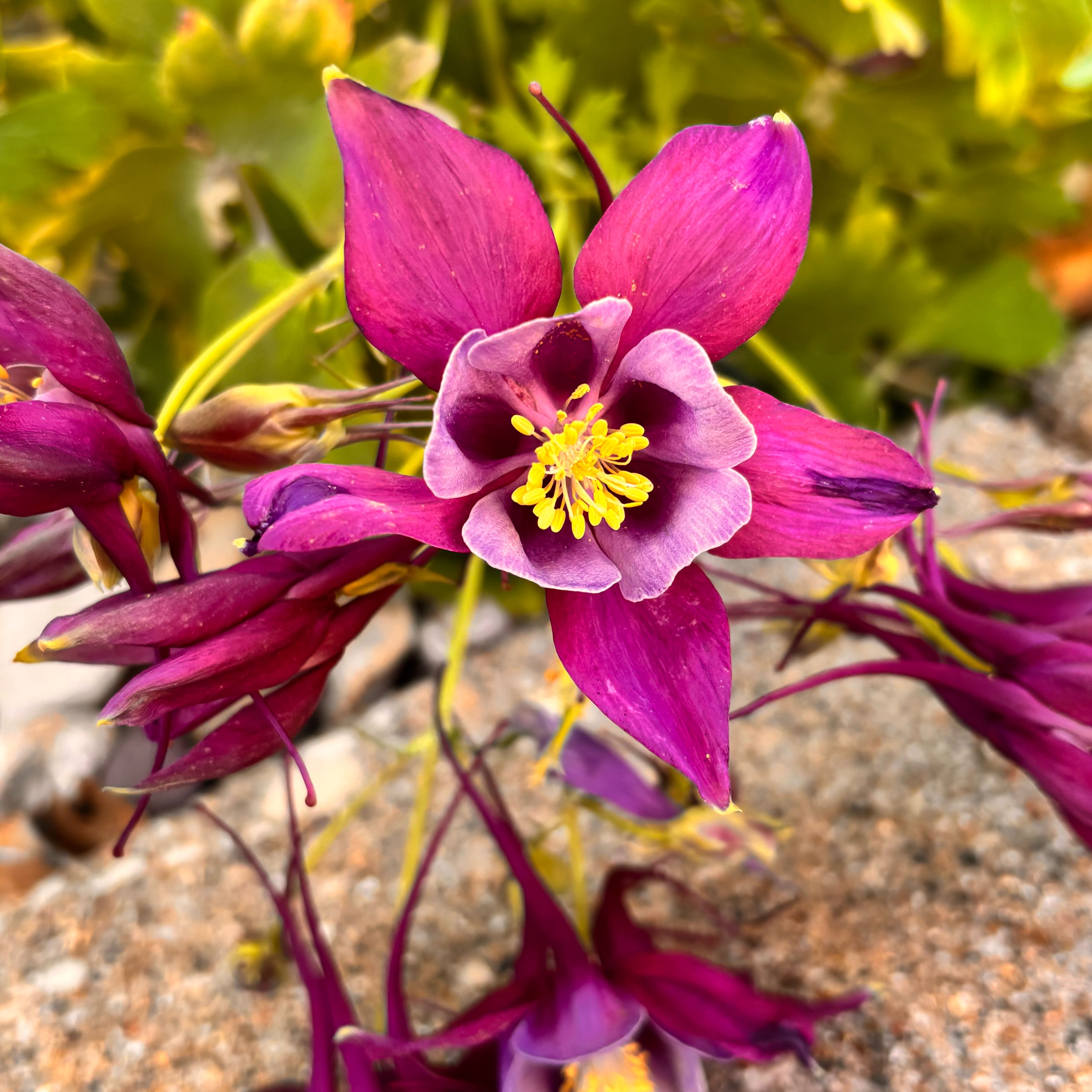 Photo of the plant species European Columbine 'Spezialrasse' by @HFplantoasis named Elle on Greg, the plant care app