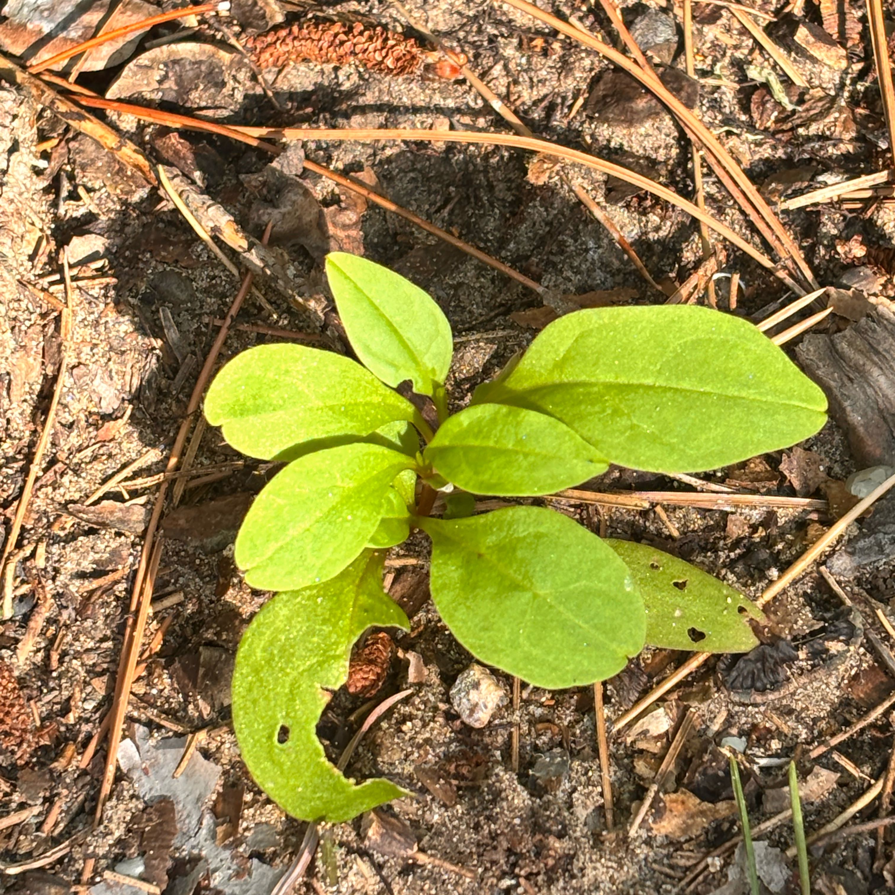 Photo of the plant species Broadleaf Forget-Me-Not by @HFplantoasis named Doja Cat on Greg, the plant care app