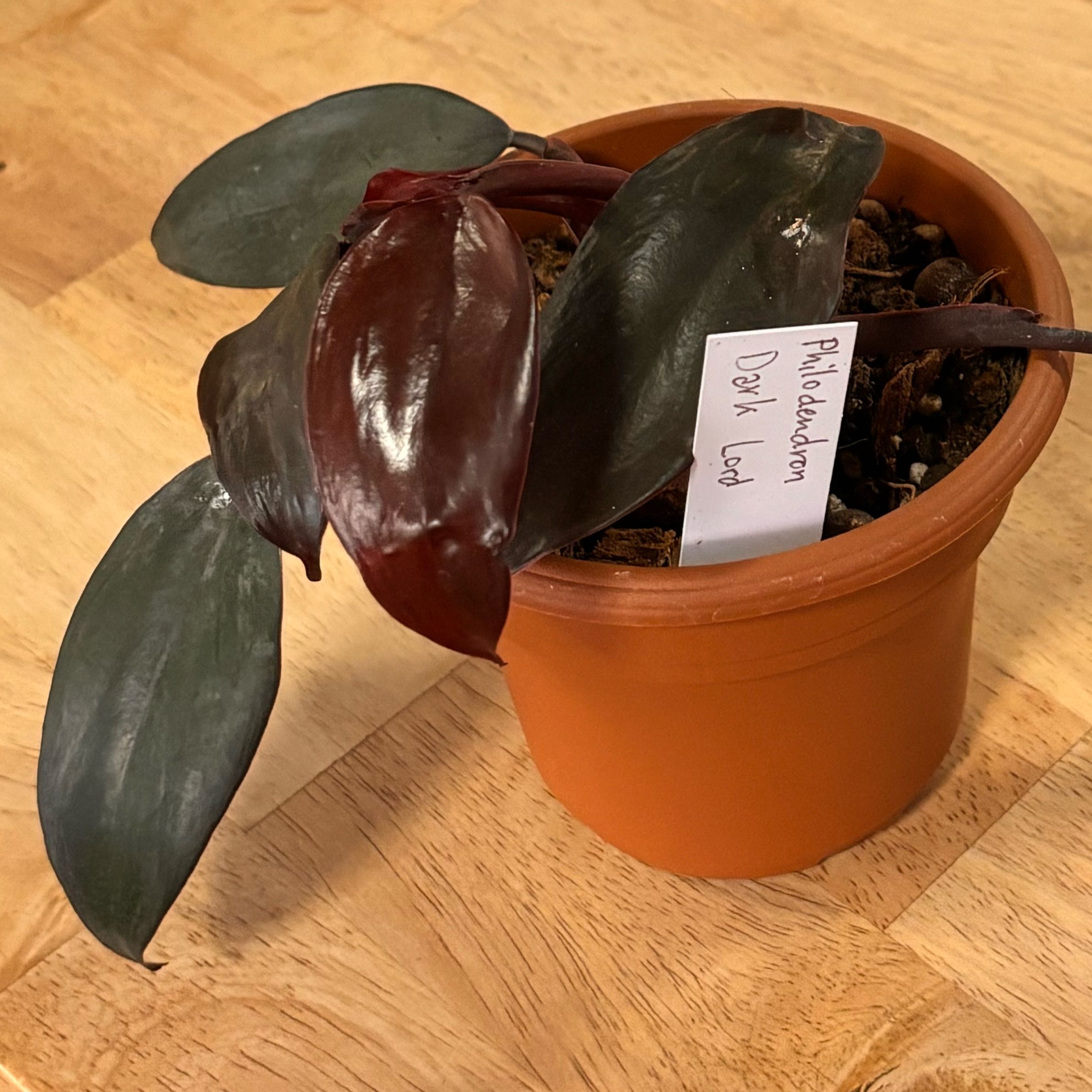Photo of the plant species Philodendron Dark Lord by @HFplantoasis named Alice Cullen on Greg, the plant care app
