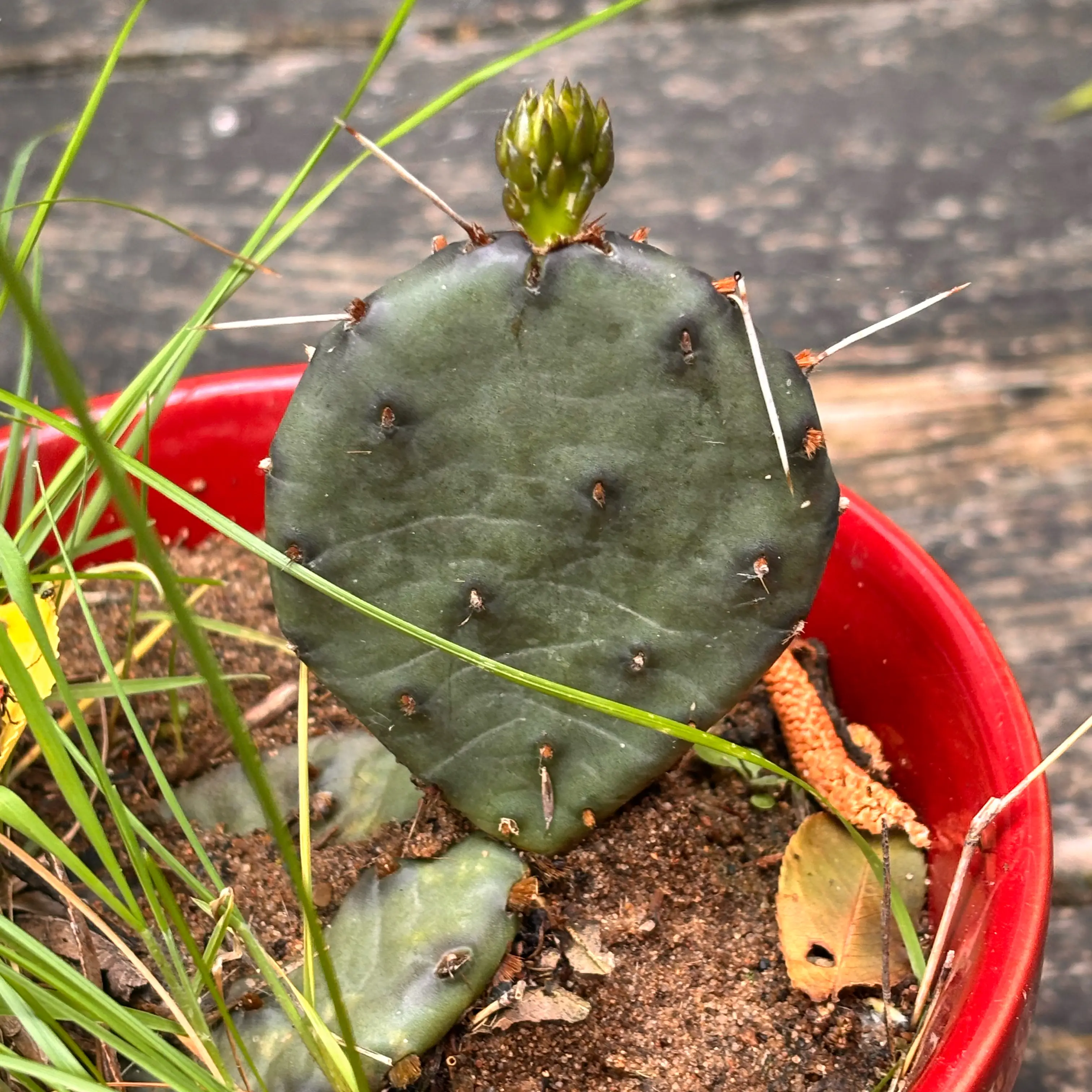 Photo of the plant species Eastern Prickly-Pear Cactus by @HFplantoasis named Expresso Bean on Greg, the plant care app