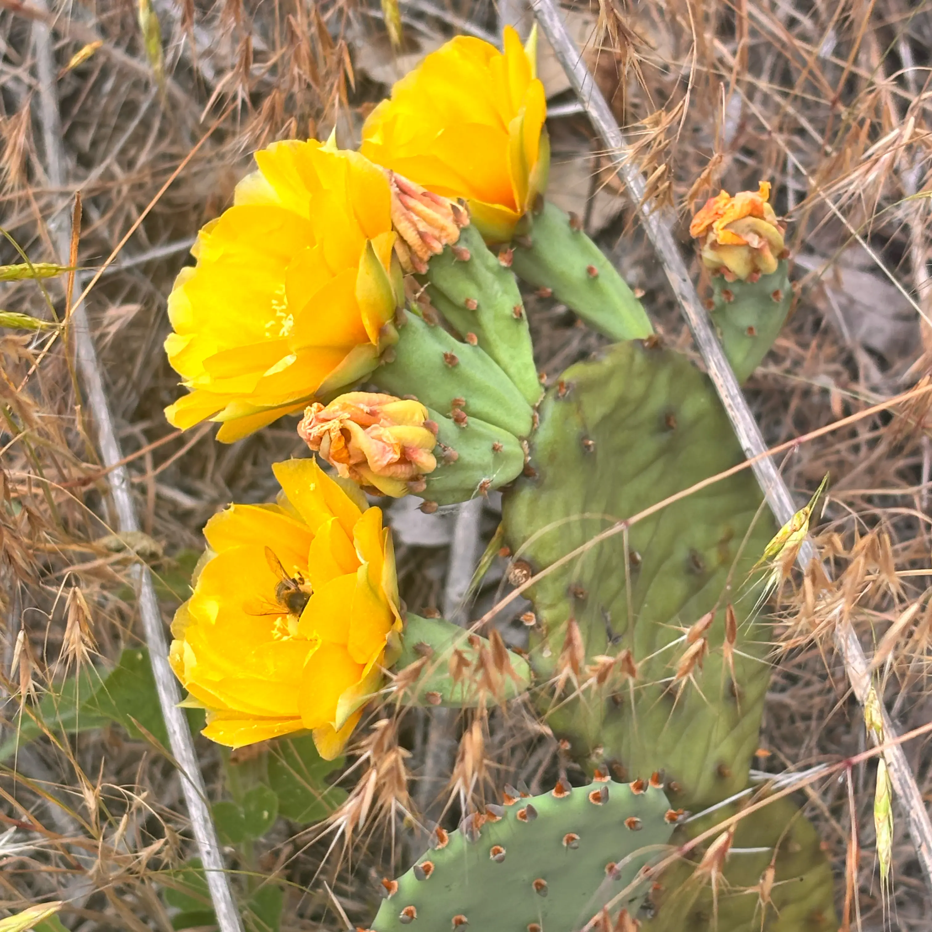 Photo of the plant species Eastern Prickly Pear by @HFplantoasis named Fenner on Greg, the plant care app