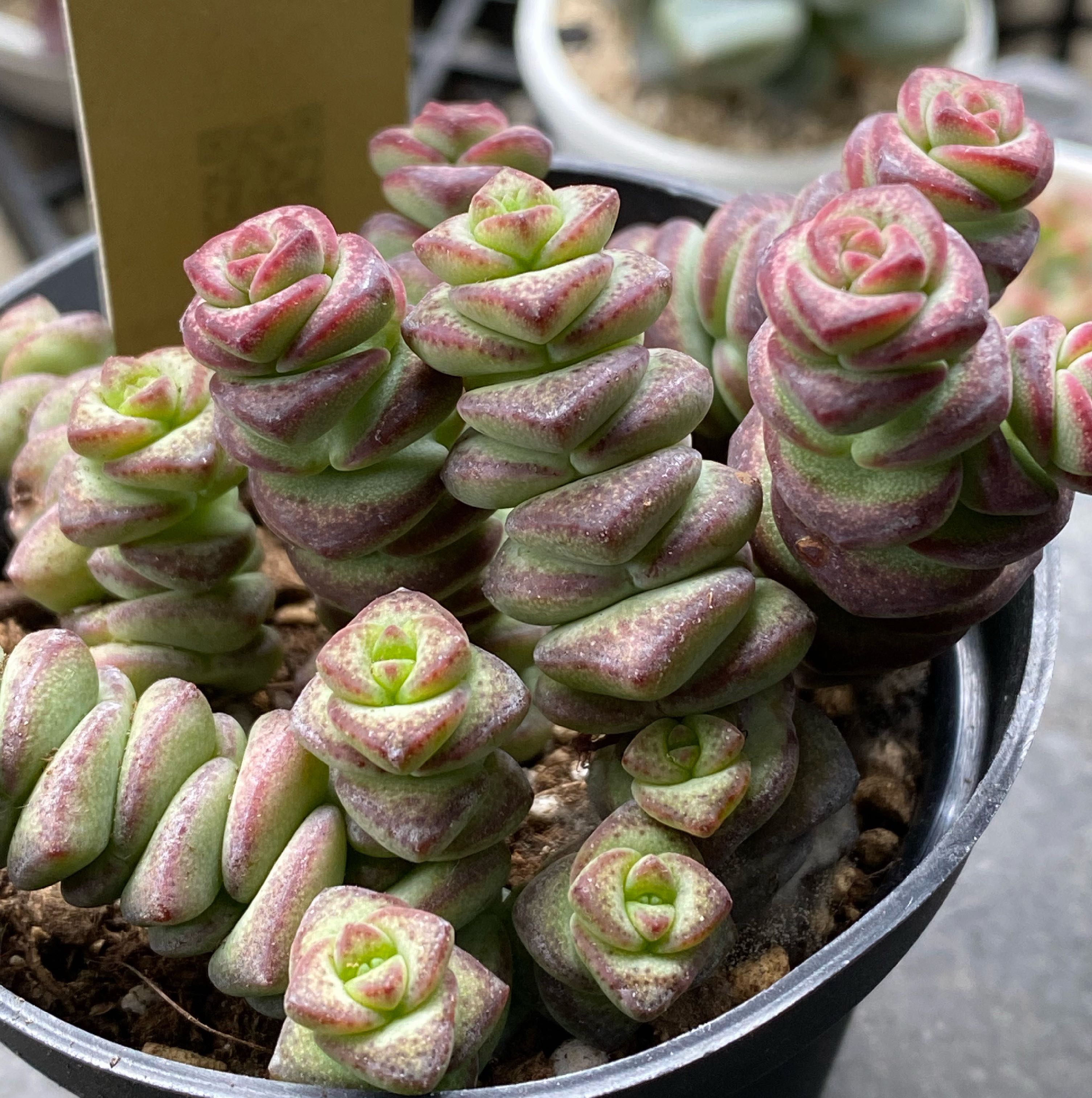 Photo of the plant species String of Buttons by @hama28 named Ruby on Greg, the plant care app