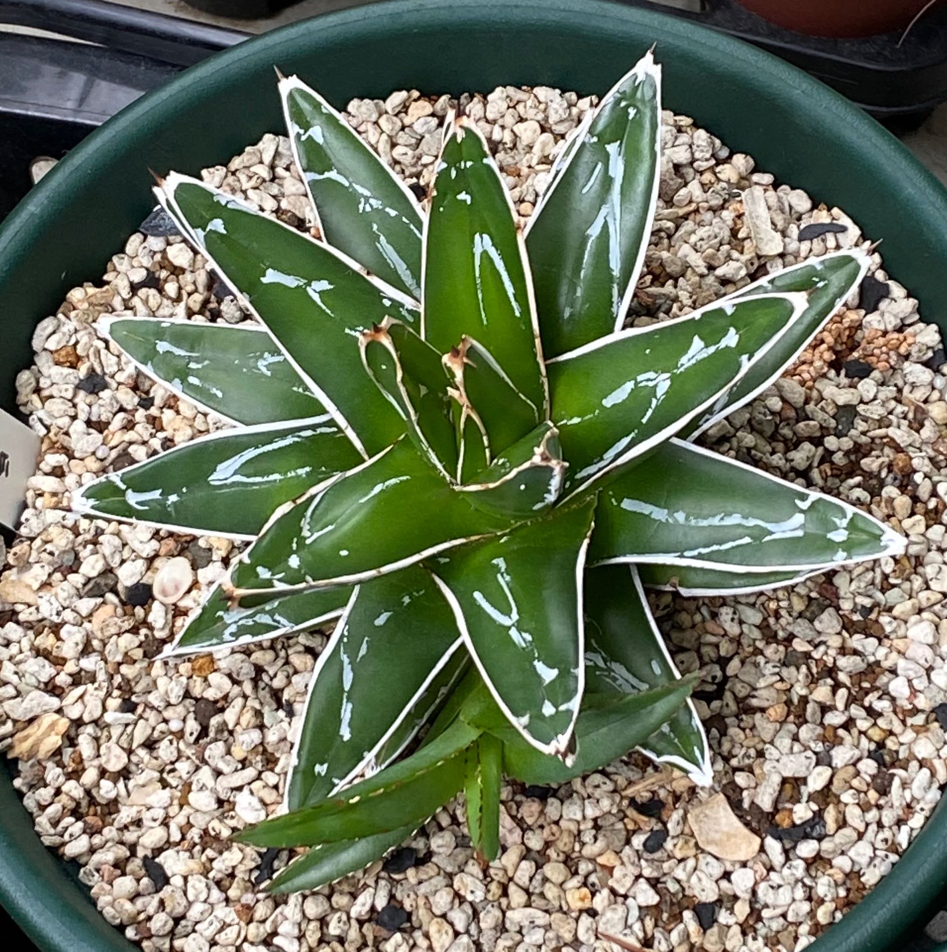 Queen Victoria Agave plant in a pot with gravelly soil, showing healthy green leaves with white markings.